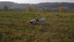 2013-10-22-1819